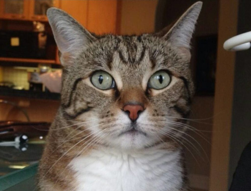 котэ недоумевает, какого